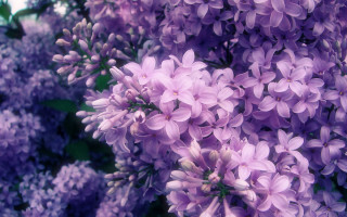 Purple flowers bloom sunlight nature - david budd free wallpaper