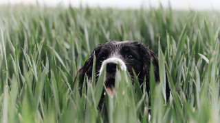 Dog tallgrass openmouth bamboo forest - the middle of a field free wallpaper