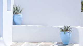Blue pots plants minimalist stilllife - exekia free wallpaper