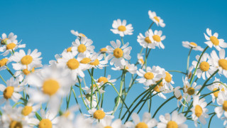 Daisies vase flower field blurry - constant permeke free wallpaper for desktop