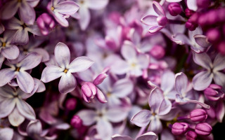 Purple flowers blooming together daytime - free flowers wallpaper