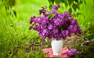 White vase purple flowers checkered - cloth free wallpaper