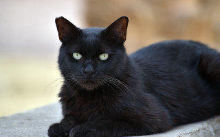 Black cat green eyes rock - a rock wall free wallpaper for desktop