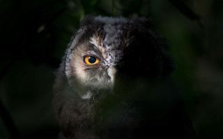 Yellow eye bird closeup glowing - a close up of a bird free wallpaper
