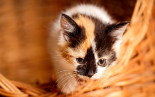 Kitten basket sad eyes impressionism - impressionism free wallpaper for desktop