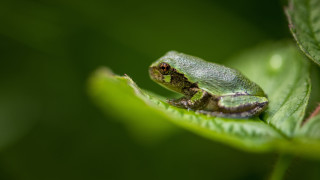 Small green frog on leaf - top of a leaf free wallpaper