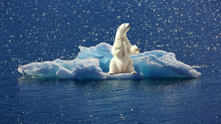 Polar bear iceberg ocean bubbles - a polar bear free wallpaper for desktop