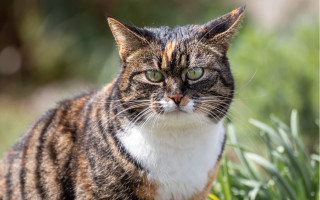 Cat green eyes sad grass - brenda chamberlain free wallpaper