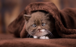 Kitten hiding blanket sad look - dave melvin free wallpaper