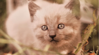 Small kitten blue eyes in - the camera free wallpaper for desktop