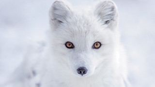 White fox snow curious eyes - a white fox free wallpaper
