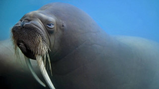 Seal tusk surreal majestic blue - a seal free wallpaper