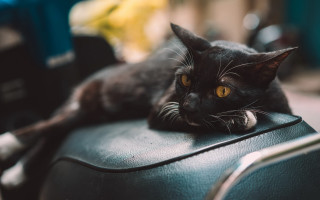 Black cat leather chair yellow - 8 5 mm f 1. free wallpaper