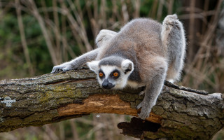 Small animal curious bird outdoors - a small animal free wallpaper