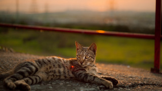 Cat sunbathing fence field art - a cat free wallpaper