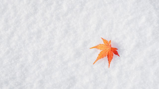 Leaf snow autumn jigsaw winter - a single leaf free wallpaper