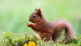 Squirrel eating food flower field - a piece of food free wallpaper