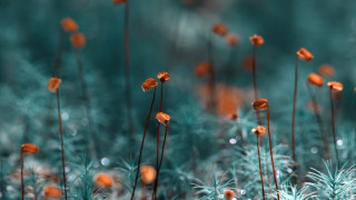 Orange flowers bokeh christmas lights - green grass free wallpaper