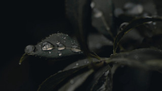 Leaf water droplets macro nature 4 - the dark background free wallpaper