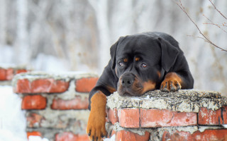 Dog snow brick wall resting - the wall free wallpaper
