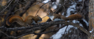 Squirrels eating nuts snow forest - a forest area free wallpaper