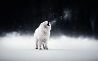White cat snow aurora moon - eye closed free wallpaper