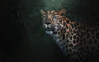 Leopard blue eyes dark forest 2 - a digital painting free wallpaper