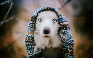 Shiba inu surprised hooded dog - a hood free wallpaper