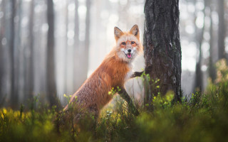 Fox open mouth tongue woods - tongue free wallpaper for desktop