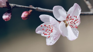 Red flower closeup shallow depth - a close up of a flower free wallpaper for desktop