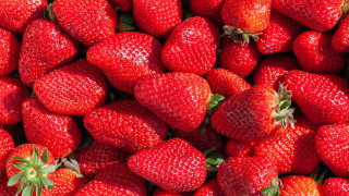 Strawberries closeup food flower red - strawberry free wallpaper for desktop