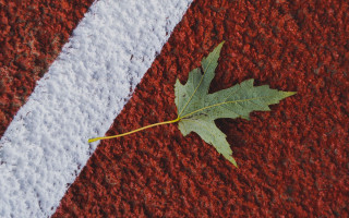 Leaf red white stripes macro - a white line free wallpaper for desktop