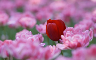 Red tulip pink flowers spring - dirck van der lisse free wallpaper for desktop