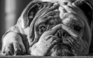 Black white dog lying floor - his paw free wallpaper