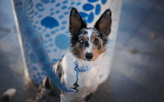 Shiba inu blue leash water - dali free wallpaper