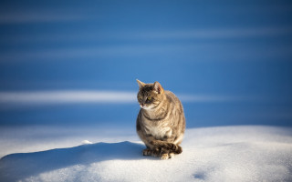 Cat snow winter beach ocean - the snow free wallpaper