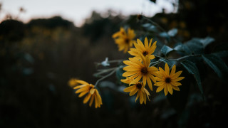 Yellow flower field blurry background 2 - a field of grass and trees free wallpaper for desktop