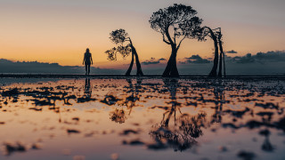Water reflection sunset silhouette trees - bob ringwood free wallpaper