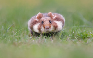 Chippy rodent grass smiling nature - the camera len free wallpaper