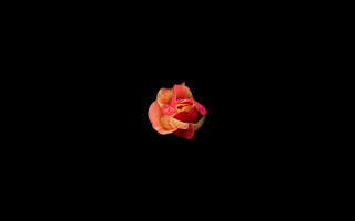 Rose holography black background white - a single rose free wallpaper
