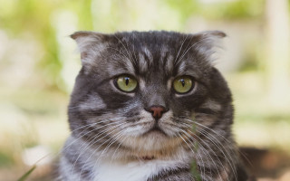 Black cat green eyes serious 6 - animal free wallpaper for desktop