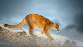 Cat rock snow cloud mountain - wildlife photography free wallpaper for desktop