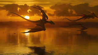 Birds flying over lake sunset - a group of birds free wallpaper for desktop