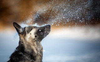 Dog blowing snow night starry - his eye free wallpaper