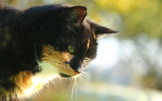 Cat green eyes tilt shift - the background and a blurry background free wallpaper for desktop