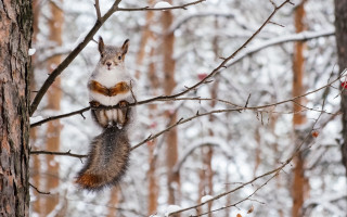 Squirrel snow winter ecological art - a bow tie free wallpaper