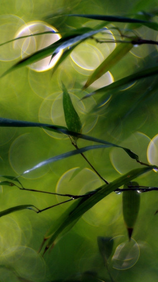 Blurry green plant leaves water - a blurry photo free wallpaper