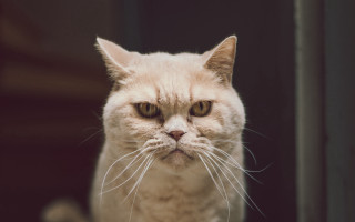 Sad cat serious look animal 2 - angry free wallpaper