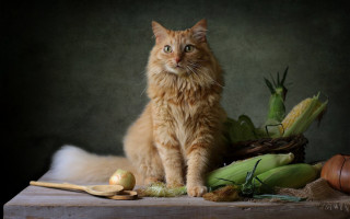 Cat basket corn apple still - a table next free wallpaper