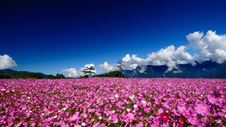 Flower field mountains clouds lone - a lone tree in the foreground free wallpaper